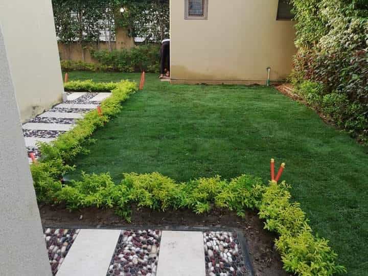 زراعة العشب الطبيعي للحدائق المنزلية في المدينة المنورة